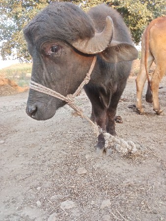 थंबनेल 2