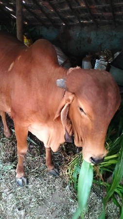 પેલા વેતર મા સે