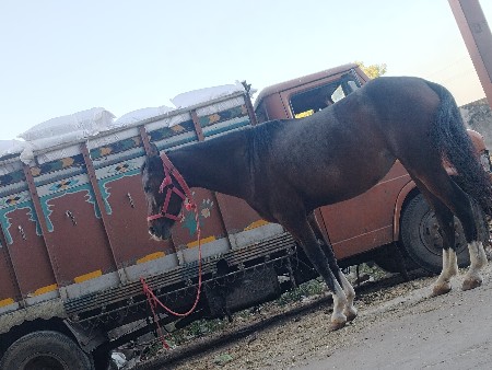 ઘોડી વેચવાની છે