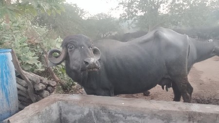 Radheshyam deri farm