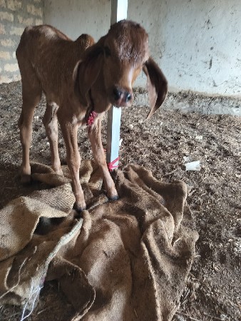 થંબનેલ 2