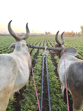 બળદ વેચવાના છે
