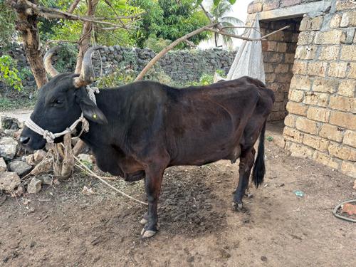 થંબનેલ 2