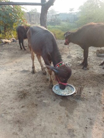 બિલકુલ વેચવાના છે