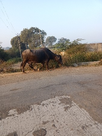 थंबनेल 3