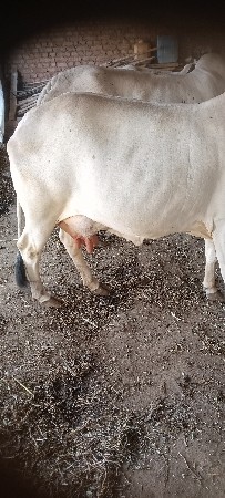 થંબનેલ 2