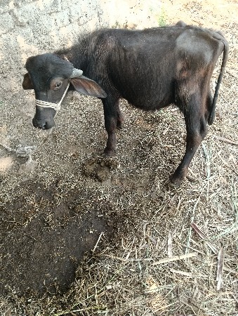 थंबनेल 3