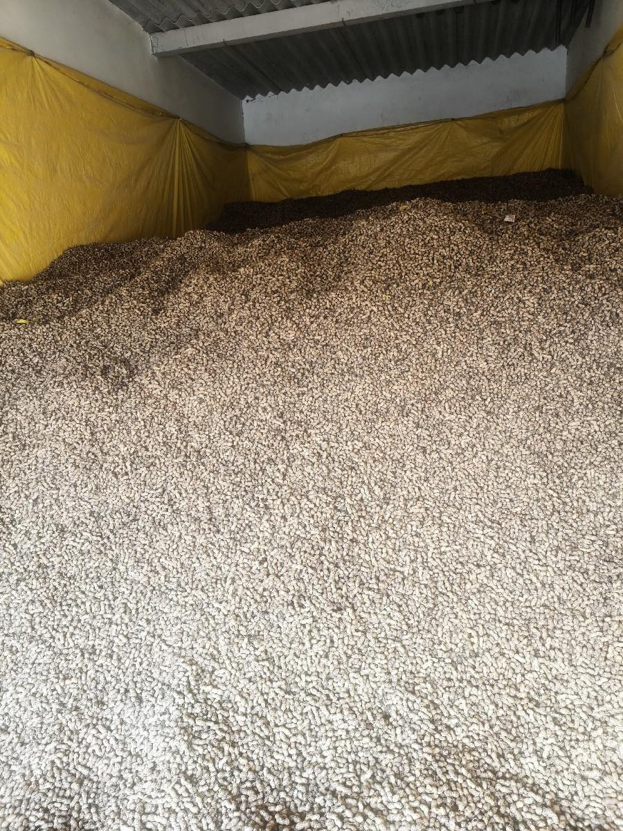 pure 39 નંબર મગફળી