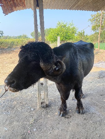 પાડો વેચવાનો છે