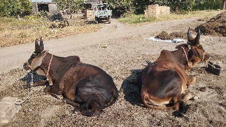 ગોઢલા વેચવાના છે