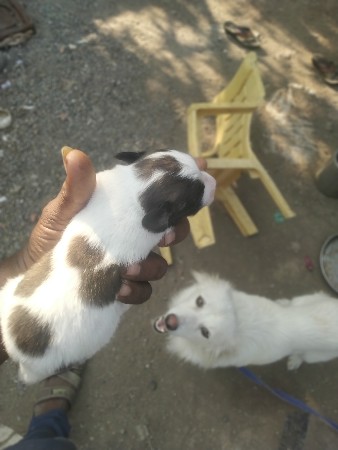 થંબનેલ 3