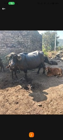 ભેંશ વેચવાની છે