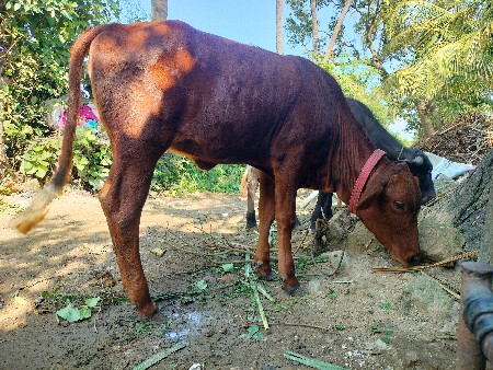hf હોડકી ફ્રી માં