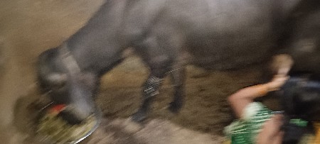 ભેંસ વેચવાની છે