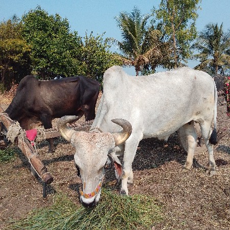 બળદ વેચવા ના છે