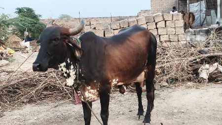 थंबनेल 2