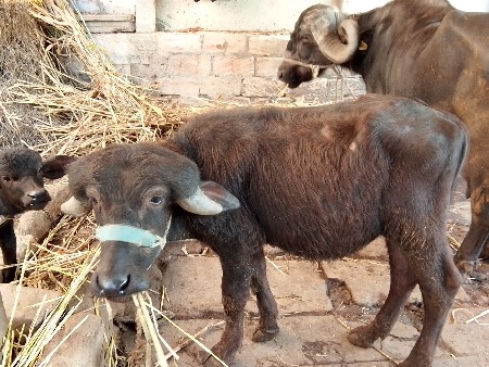 થંબનેલ 2