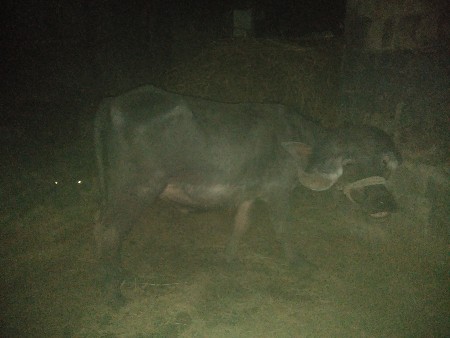 પાડો વેચવાનો છે