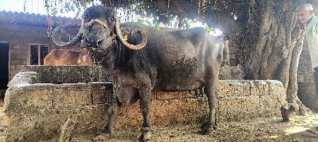 ભેંસ વેચવાની છે
