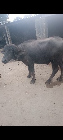 थंबनेल 2