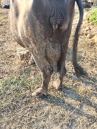 aa bhes vesva ni she