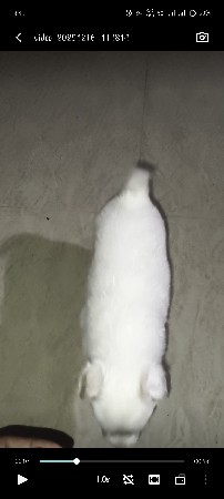 થંબનેલ 2