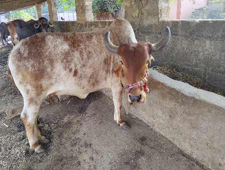 थंबनेल 2