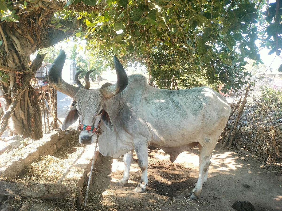 થંબનેલ 3