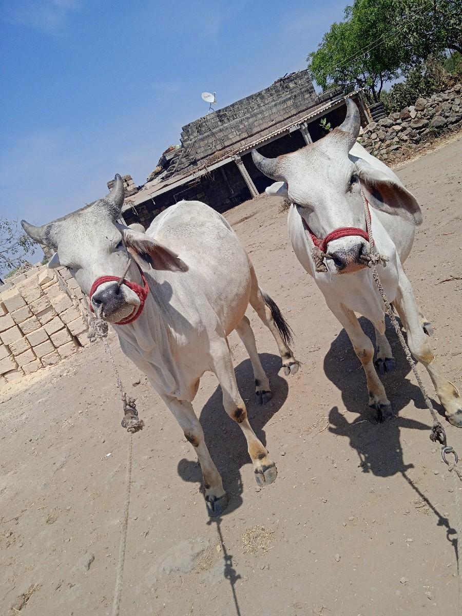 થંબનેલ 2