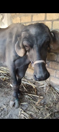 નામ ભાદરકા કાનોભાઈ ..
ગામ બોડકી