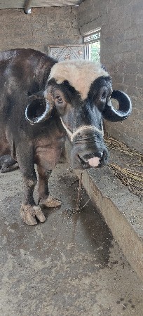 थंबनेल 2