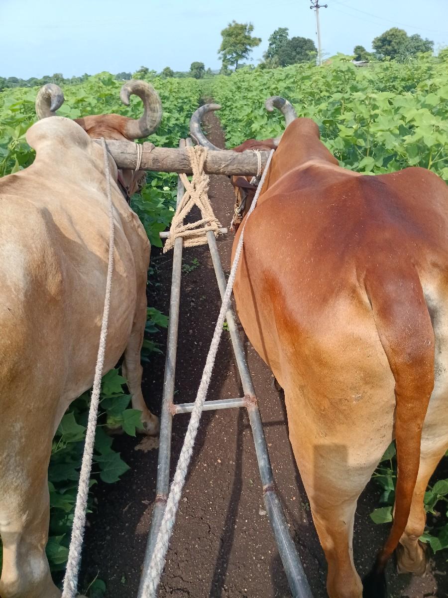 ડાબીબાજુનોબળદ