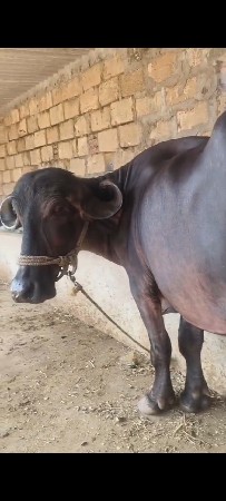 થંબનેલ 2