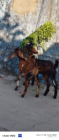 બે પતીરી બકરી 10 મહિનાની