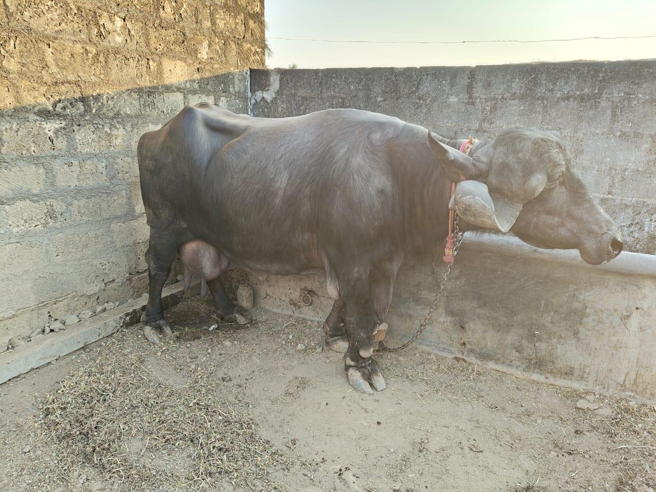 थंबनेल 2