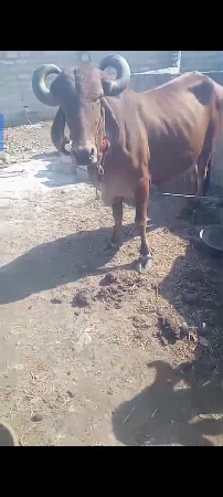 ગાય બેસવાની છે