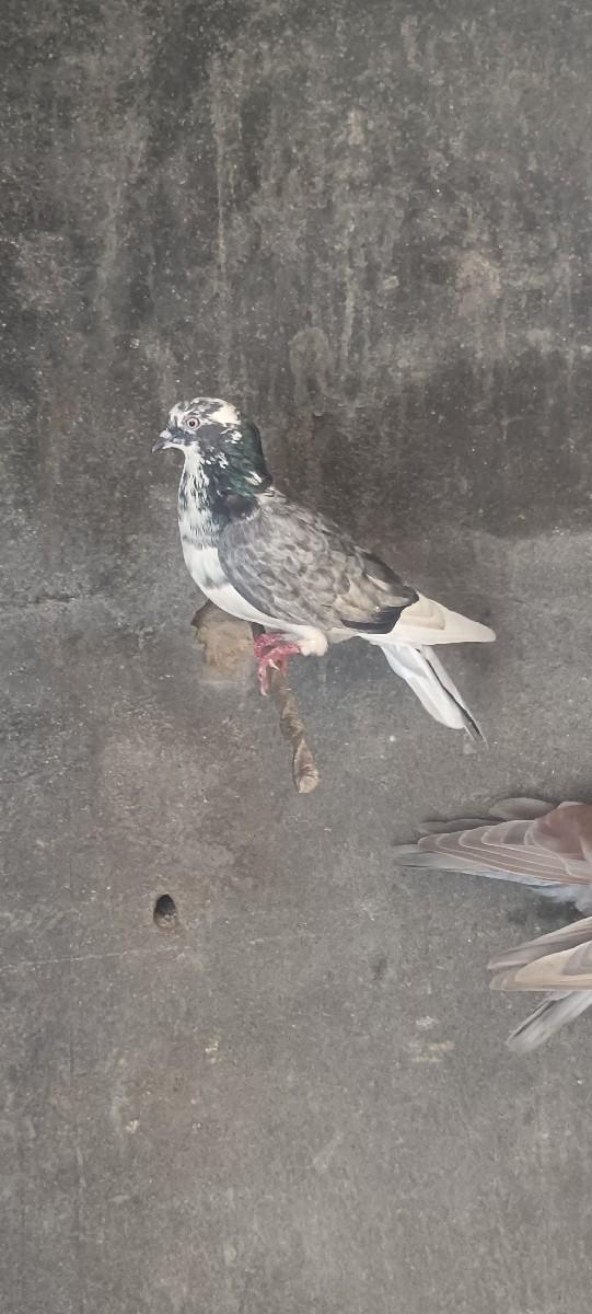 સાટાકરવાનાછે