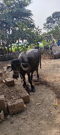 ભેંશ વેશવાની સે