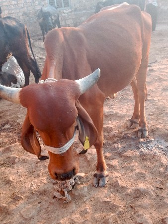 3ગાય વેચવાની છે