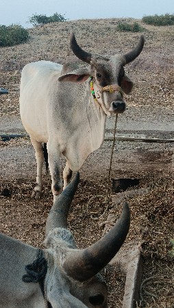 થંબનેલ 5