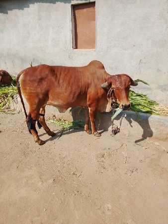 थंबनेल 3