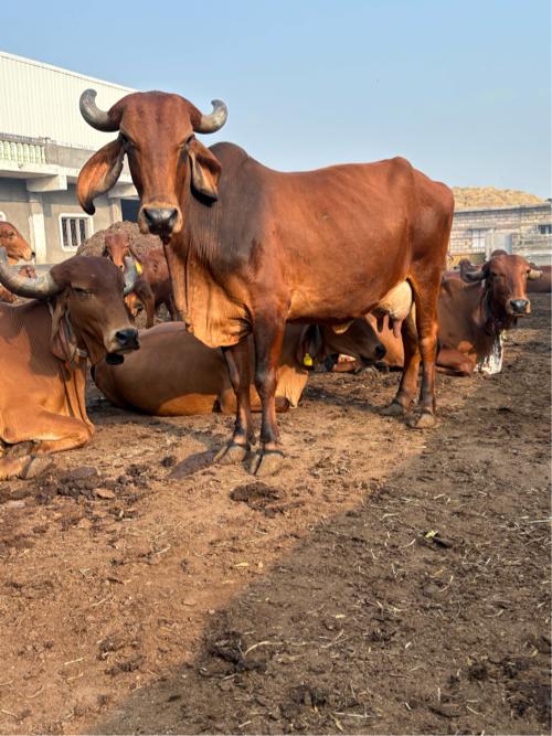 2 verse gay Bechr ni se