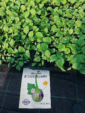 थंबनेल 4