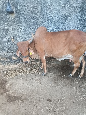 ગાય વેચવાની‌ છે