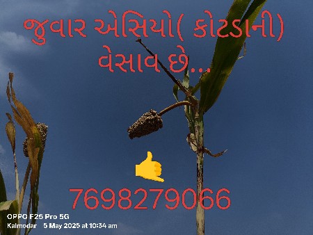 જુવાર એચ્યો ( કોટડાની ) વેચવાની