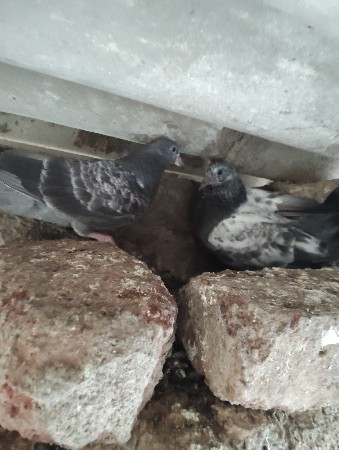 थंबनेल 3