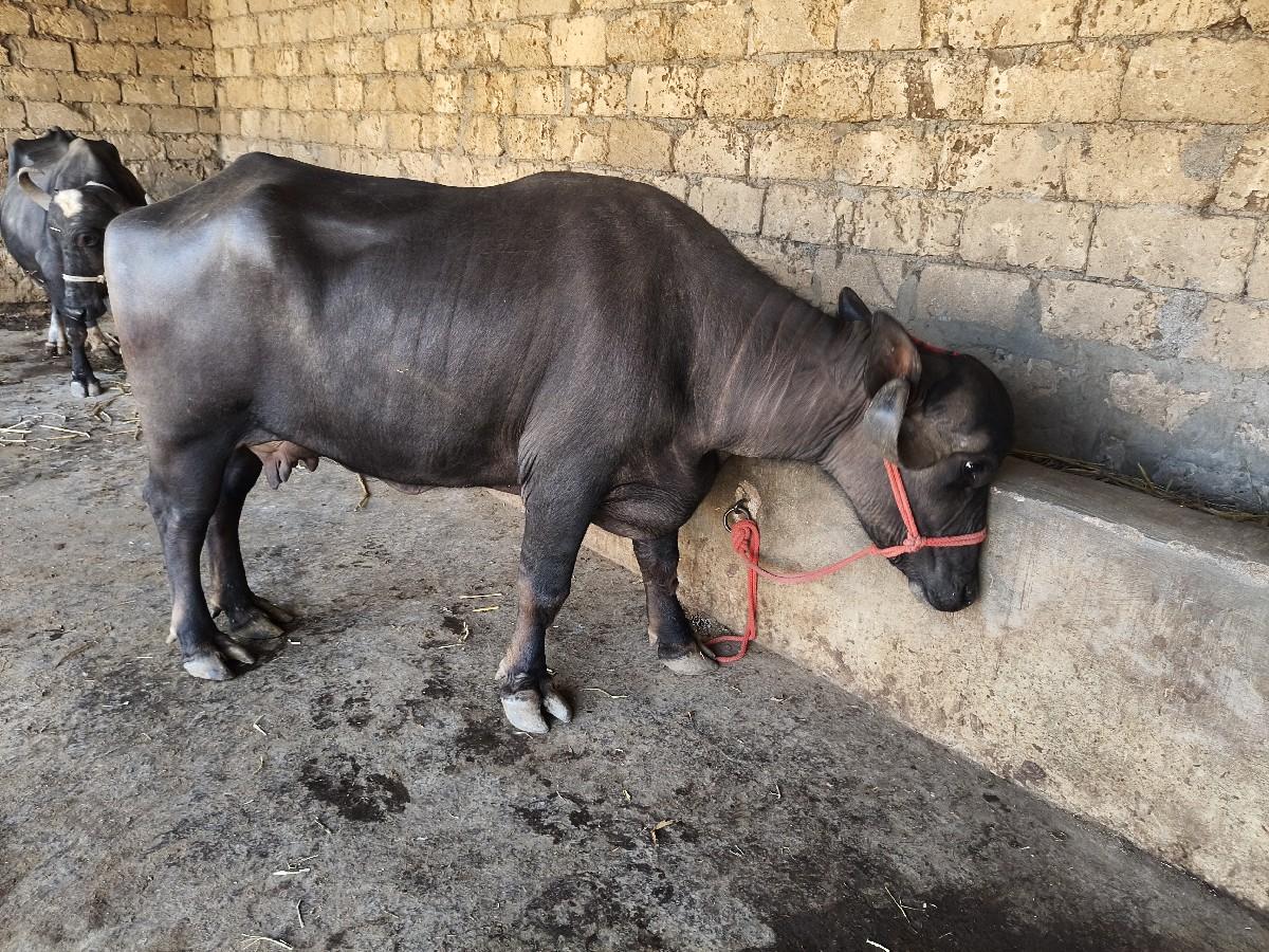 थंबनेल 6