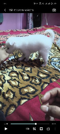 કુતરી છે