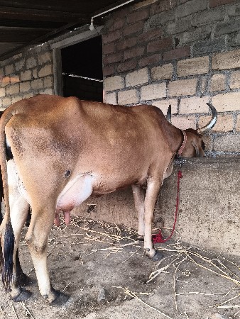 ગીર ક્રોસ ગાય વેચવાની છે.
