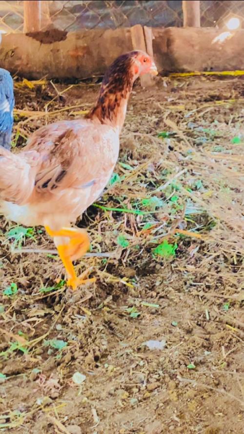 थंबनेल 2